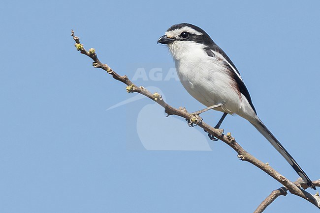 Southern Fiscal (Lanius collaris) perched on a branch in Tanzania. stock-image by Agami/Dubi Shapiro,