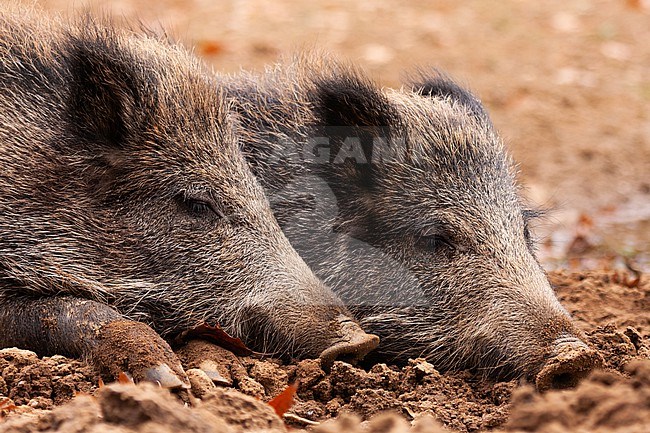 Portrait of Wild Boar (Sus scrofa) piglets resting stock-image by Agami/Caroline Piek,