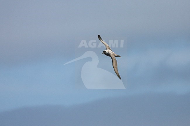 Light-mantled Sooty Albatross flying above the ocean, Roetkopalbatros vliegend boven de oceaan stock-image by Agami/Marc Guyt,