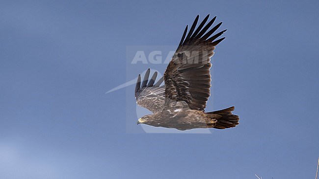 Side view of an adult Tawny Eagle (Aquila rapax) in flight showing wings from below. Kenya, Africa stock-image by Agami/Markku Rantala,