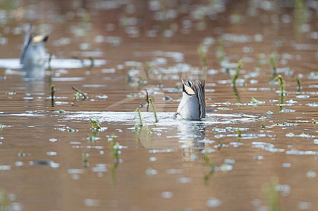 Dabbling male Eurasian Teal (Anas crecca) while searching for food stock-image by Agami/Mathias Putze,