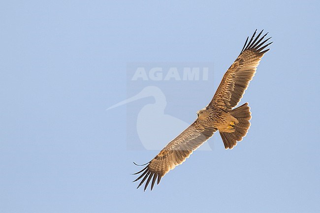 Eastern Imperial Eagle - Kaiseradler - Aquila heliaca, Oman, 2nd cy stock-image by Agami/Ralph Martin,