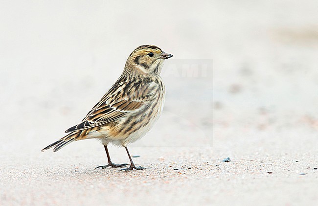 Lapland Longspur (Calcarius lapponicus) standing in late autumn on sandy beach in Finland. stock-image by Agami/Dick Forsman,