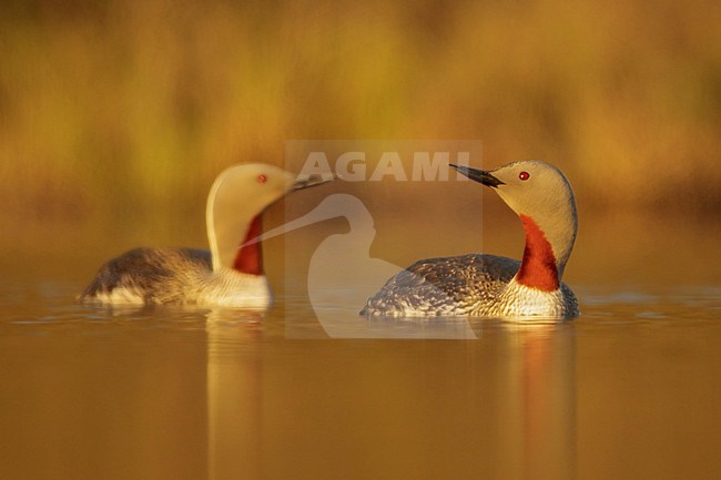 Red-throated Loon (Gavia stellata) in a pond near Nome, Alaska. stock-image by Agami/Glenn Bartley,