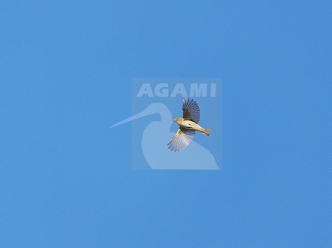 Common Chiffchaff (Phylloscopus collybita) on migration flying against a blue sky showing underside and wings fully spread stock-image by Agami/Ran Schols,