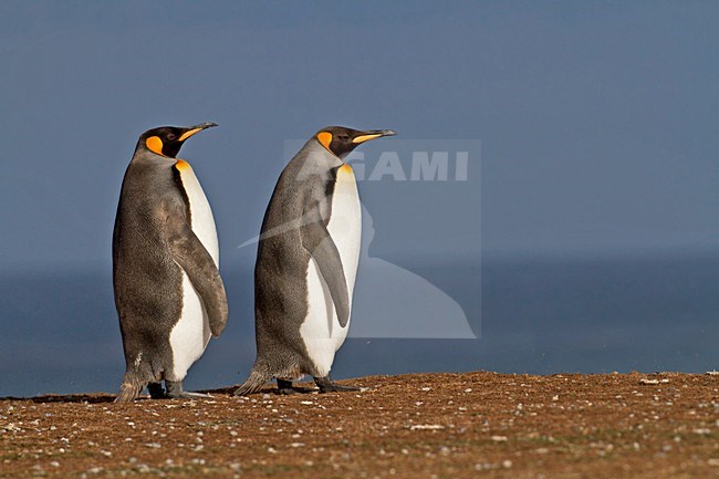 KoningspinguÃ¯ns, King Penguins stock-image by Agami/David Hemmings,