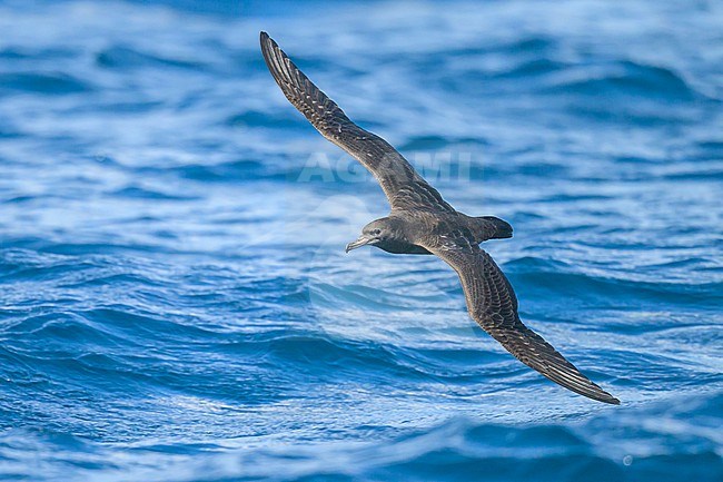 Flesh-footed shearwater, Ardenna carneipes, in flight. stock-image by Agami/Sylvain Reyt,