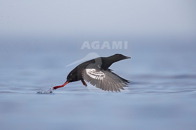 First-summer Black Guillemot (Cepphus grylle) taking off from the sea in Scandinavia. stock-image by Agami/Arto Juvonen,
