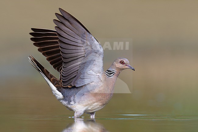 Adult Eurasian Turtle Dove, Streptopelia turtur, in Italy. stock-image by Agami/Daniele Occhiato,