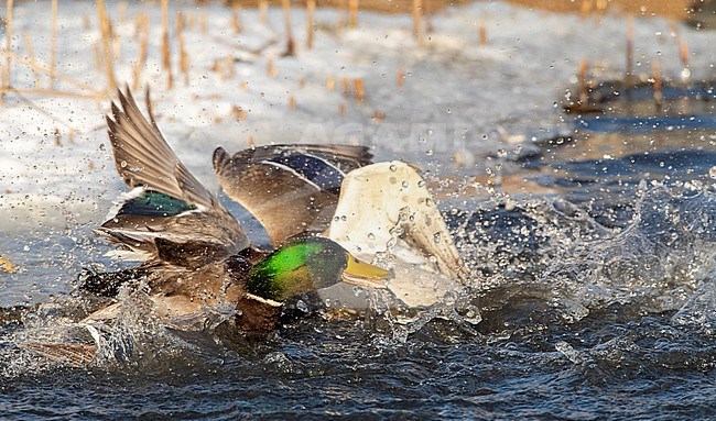 Two males Mallard (Anas platyrhynchos) fighting in an urban lake in  Katwijk, Netherlands. stock-image by Agami/Marc Guyt,