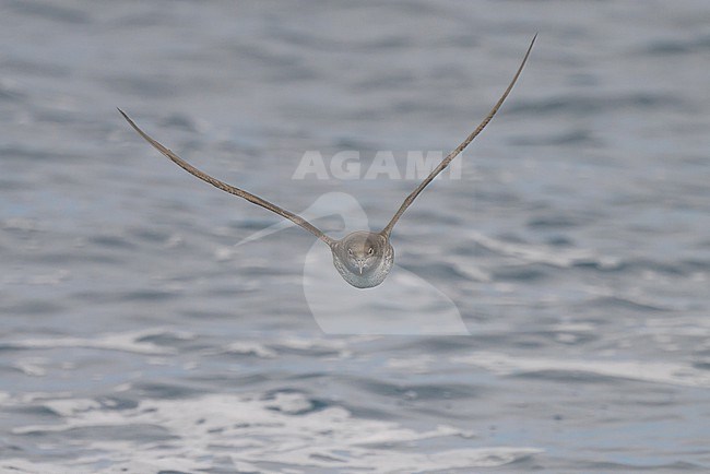 Balearic shearwater (Puffinus mauretanicus), seen from the front, with the sea as background. stock-image by Agami/Sylvain Reyt,