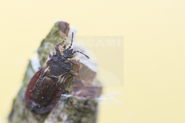 Aneurus avenius, Germany (Baden-Württemberg) stock-image by Agami/Ralph Martin,