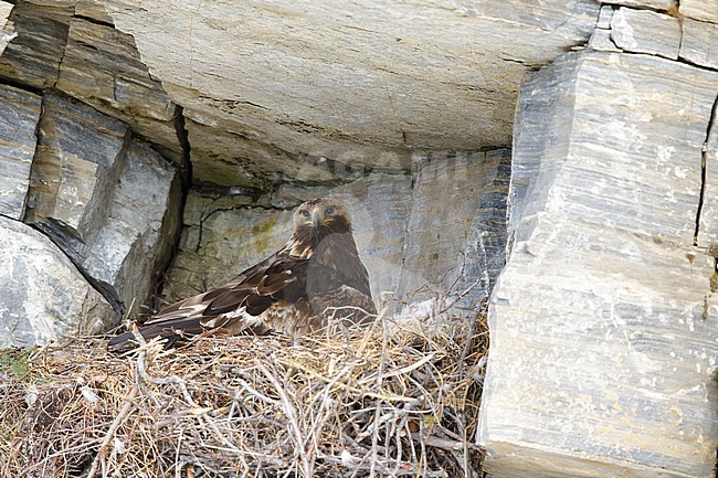 Adult American Golden Eagle (Aquila chrysaetos canadensis) sitting on it’s nest on a rockface on Seward Peninsula, Alaska, USA. stock-image by Agami/Brian E Small,