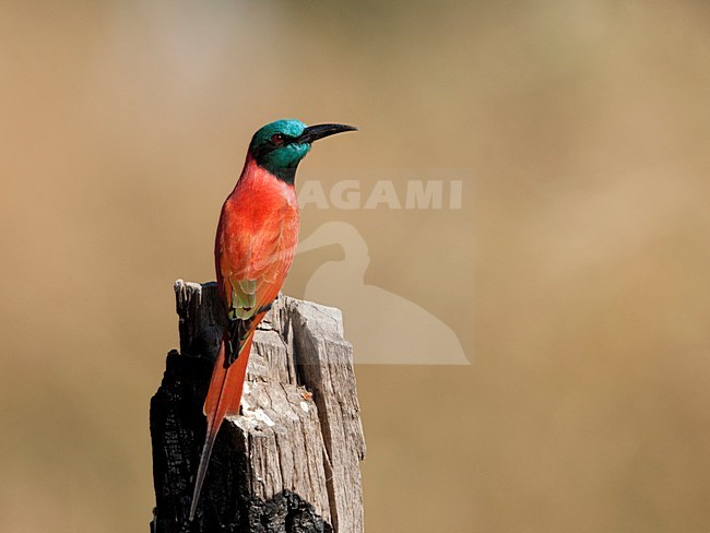 Noordelijke Karmijnrode Bijeneter op houten paal, Northern Carmine Bee-eater at pole stock-image by Agami/Wil Leurs,