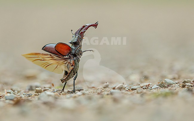 Stag beetle (Lucanus cervus) on the road, about to fly, with wings open stock-image by Agami/Lennart Verheuvel,