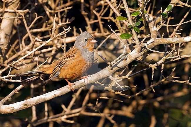 Cretzschmar's Bunting - Grauortolan - Emberiza caesia, Cyprus, adult male stock-image by Agami/Ralph Martin,