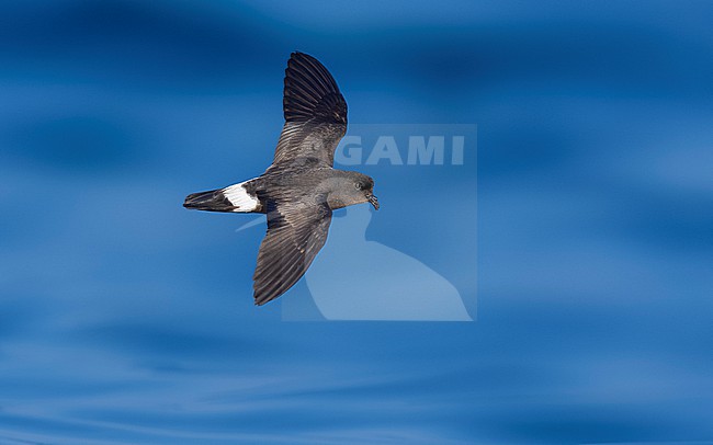 Mediterranean Storm-Petrel (Hydrobates pelagicus melitensis) flying off l'Ametlla de Mar, Spain. stock-image by Agami/Vincent Legrand,