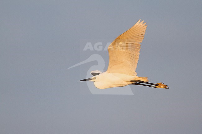 Little Egret (Egretta garzetta), Hungary, adult in flight seen from the side. Flying against a blue sky as a background. stock-image by Agami/Ralph Martin,