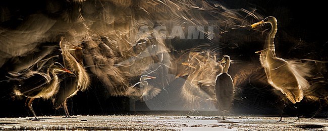 Groep reigers in een vijver gedurende de nacht; Group of Herons standing in a pond during the night stock-image by Agami/Bence Mate,