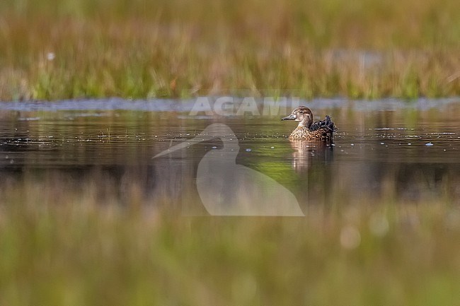 Female Baikal Teal (Sibirionetta formosa) swiming on a pond in Lille, Antwerp, Belgium. stock-image by Agami/Vincent Legrand,