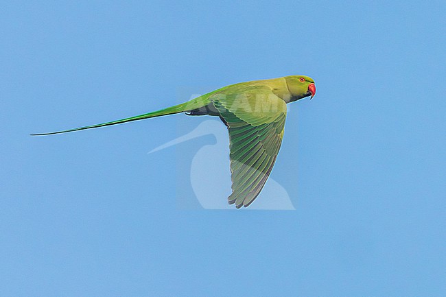 Rose-ringed parakeet (Psittacula krameri) in India. Also known as the ring-necked parakeet. stock-image by Agami/Marc Guyt,