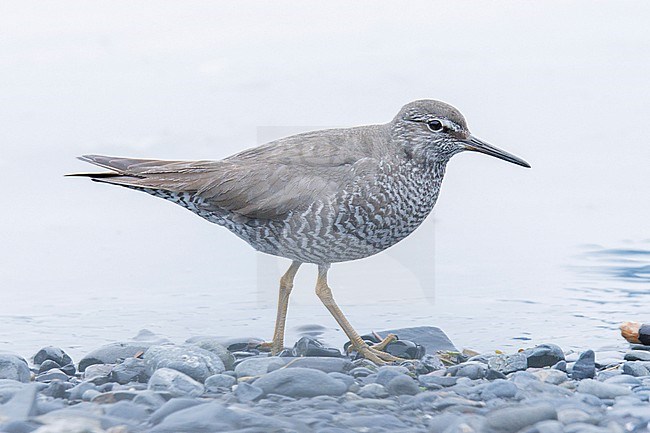Song Sparrow (Tringa incana) taken the 20/06/2022 at Seward - Alaska. stock-image by Agami/Nicolas Bastide,