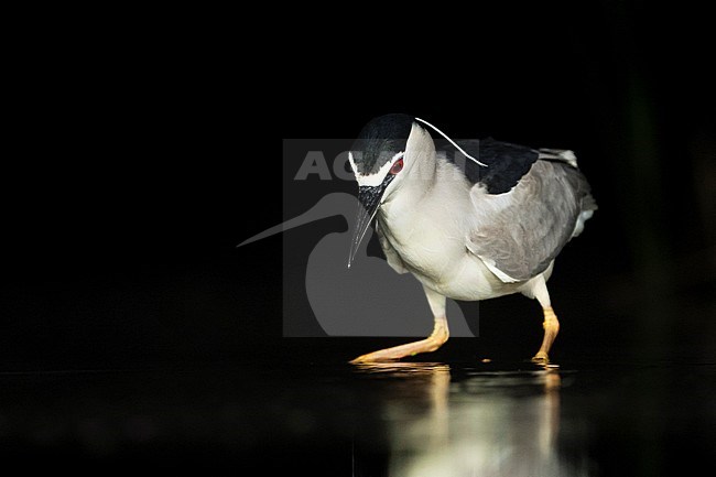Kwak jagend in water; Black-crowned Night Heron hunting in water stock-image by Agami/Marc Guyt,