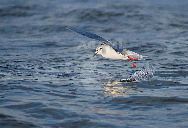 Little Gull - Zwergmöwe - Hydrocoloeus minutus, Germany, adult winter stock-image by Agami/Ralph Martin,