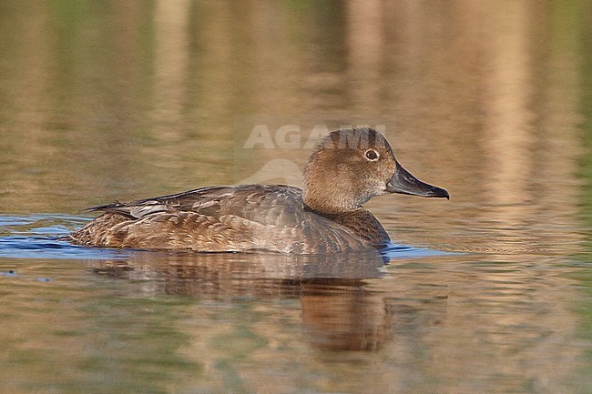 Redhead (Aythya americana) in a pond in British Columbia, Canada. stock-image by Agami/Glenn Bartley,