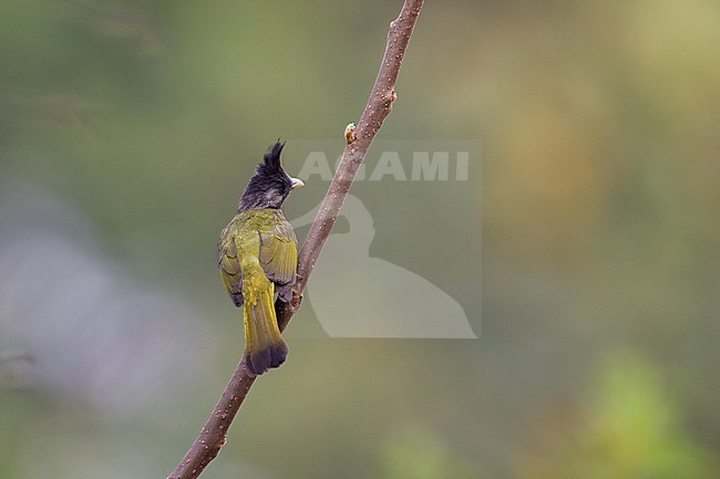Crested Finchbill (Spizixos canifrons) at Doi Lang, Thailand stock-image by Agami/Helge Sorensen,