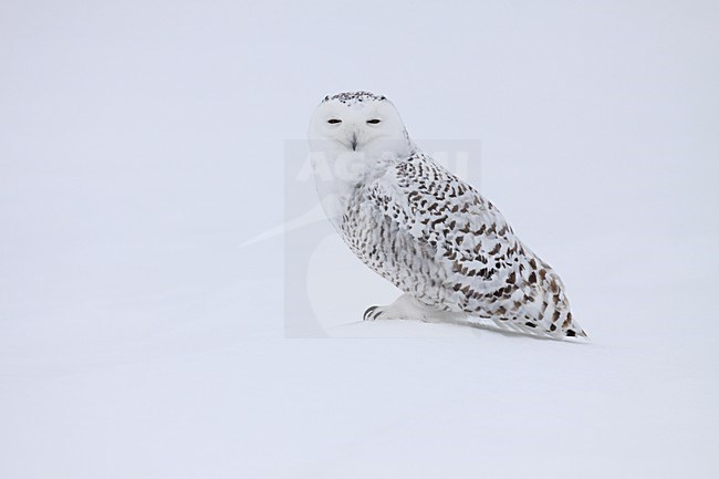 Sneeuwuil zittend op besneeuwde grond; Snowy Owl perched ground with snow stock-image by Agami/Chris van Rijswijk,