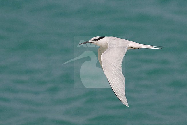 Volwassen Zwartnekstern in de vlucht, Adult Black-naped Tern in flight stock-image by Agami/David Monticelli,