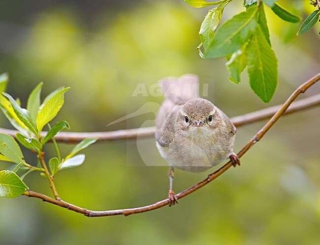 Fitis zittend op takje; Willow Warbler perched on twig stock-image by Agami/Markus Varesvuo,