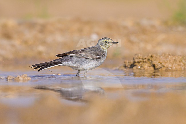 Citrine wagtail, Motacilla citreola, grooming in a pond, in the desert. stock-image by Agami/Sylvain Reyt,