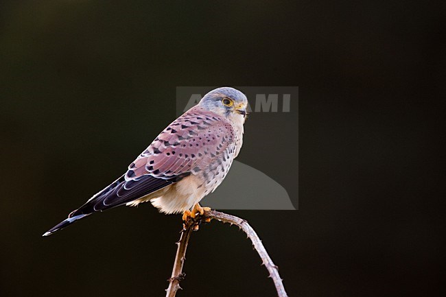 Torenvalk mannetje zittend op taki; Common Kestrel male perched on a branch stock-image by Agami/Menno van Duijn,