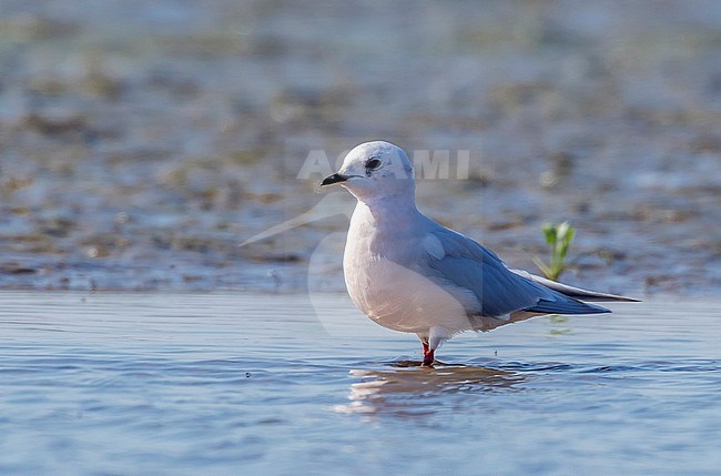 Adult Ross's Gull sitting on mud in Numansdorp, Zuid-Holland, Nederland. April 2011. stock-image by Agami/Vincent Legrand,