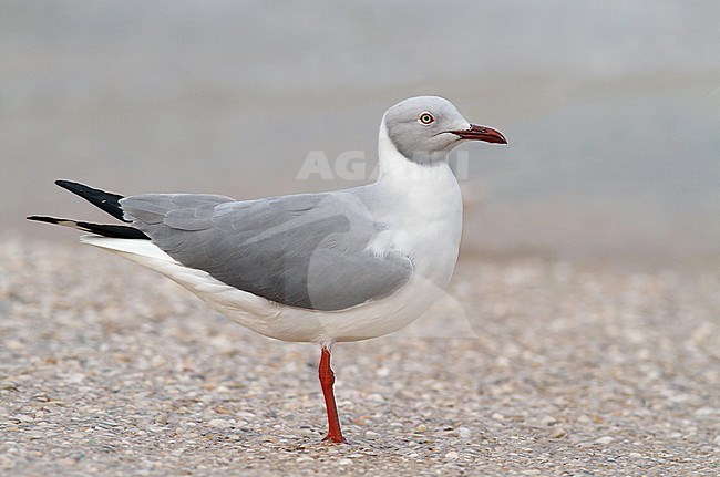 Adult Grey-headed Gull (Chroicocephalus cirrocephalus poliocephalus) in Italy. A rare vagrant from Africa. stock-image by Agami/Josh Jones,