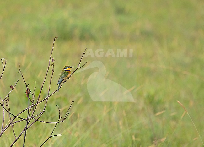 Blue-breasted Bee-eater (Merops variegatus) in Gabon. stock-image by Agami/Pete Morris,