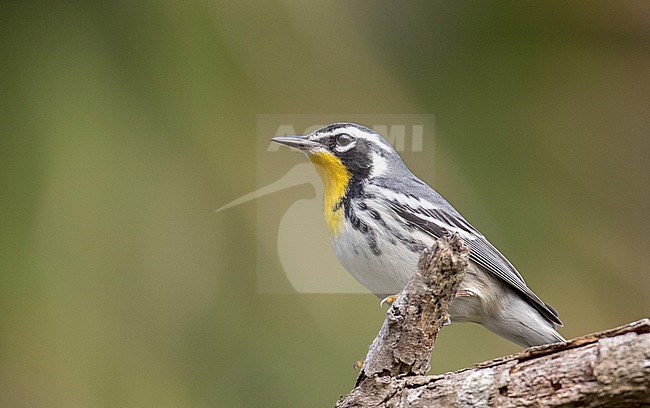Wintering Yellow-throated Warbler, Setophaga dominica, in North America. During late autumn. stock-image by Agami/Ian Davies,