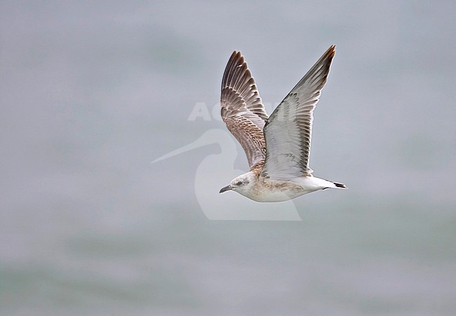Juveniele Zwartkopmeeuw in vlucht, Juvenile Mediterranean Gull in flight stock-image by Agami/Tomi Muukkonen,