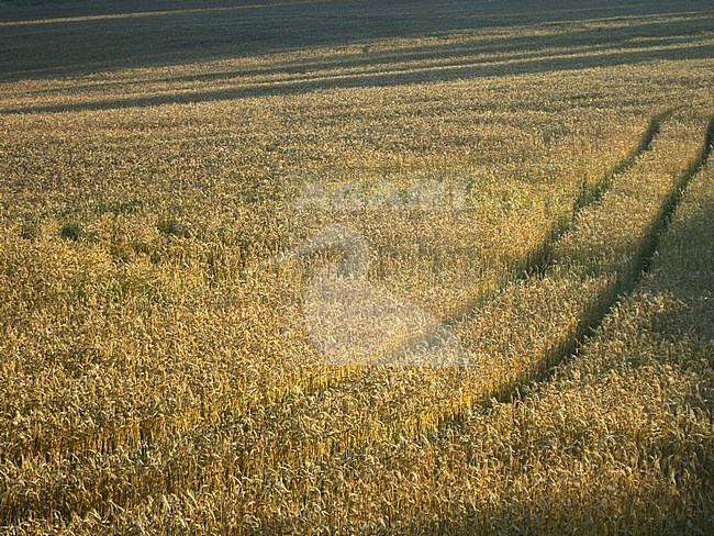 Wheat field with truck tracks in GR 65, Via Podiensis, also know as Le Puy Route, in southern France. French part of the Camino de Santiago. stock-image by Agami/Marc Guyt,