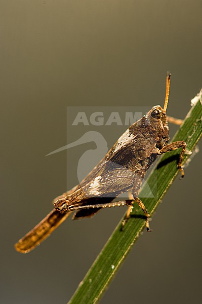  stock-image by Agami/Wil Leurs,