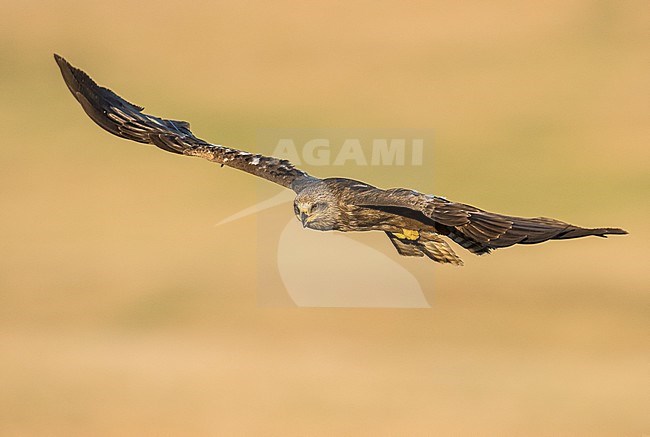 Black Kite (Milvus migrans) flying over steppes in Spain. stock-image by Agami/Alain Ghignone,
