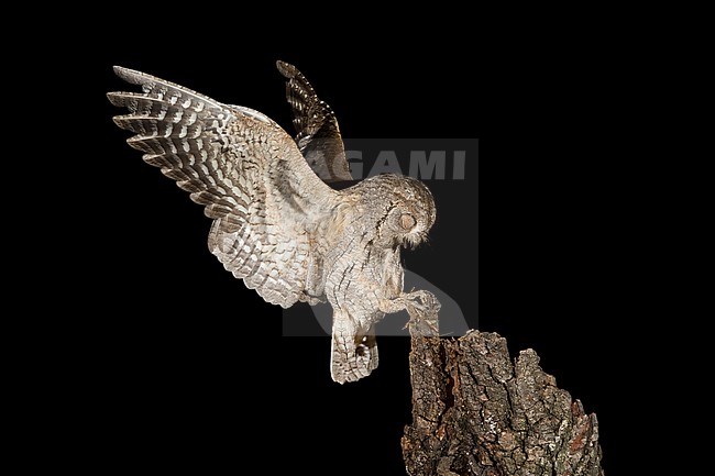 Eurasian Scops Owl (Otus scops) in flight during the night in Italy. stock-image by Agami/Alain Ghignone,