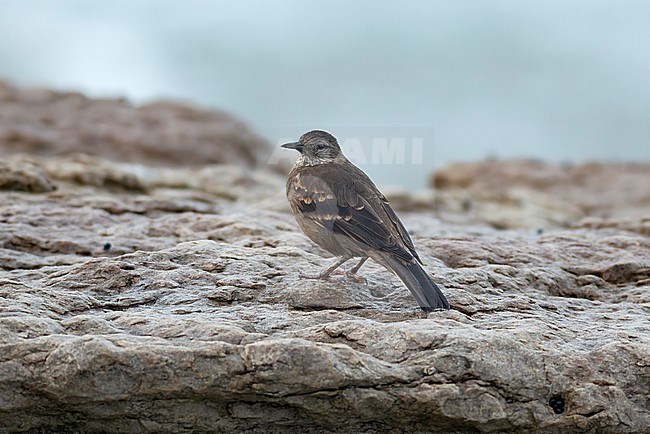 This bird is a Peruvian Seaside Cinclodes (Cinclodes taczanowskii) and it is only found on the rocky shores of Peru. Also known as Surf Cinclodes. stock-image by Agami/Jacob Garvelink,