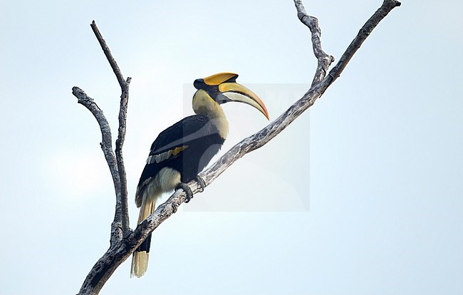 Great Hornbill (Buceros bicornis) adult perched in tree at Khao Yai National Park, Thailand stock-image by Agami/Helge Sorensen,
