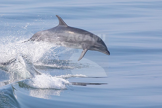 Bottlenose dolphin (Tursiops truncatus) jumping, against a calm sea as background, in Brittany, France. stock-image by Agami/Sylvain Reyt,