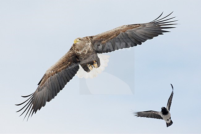 Zeearend adult vliegend met Bonte Kraai ; White-tailed Eagle adult flying with Hooded Crow stock-image by Agami/Markus Varesvuo,