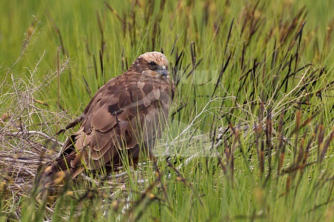 Vrouwtje Bruine Kiekendief op het nest; Female Marsh Harrier on the nest stock-image by Agami/Daniele Occhiato,