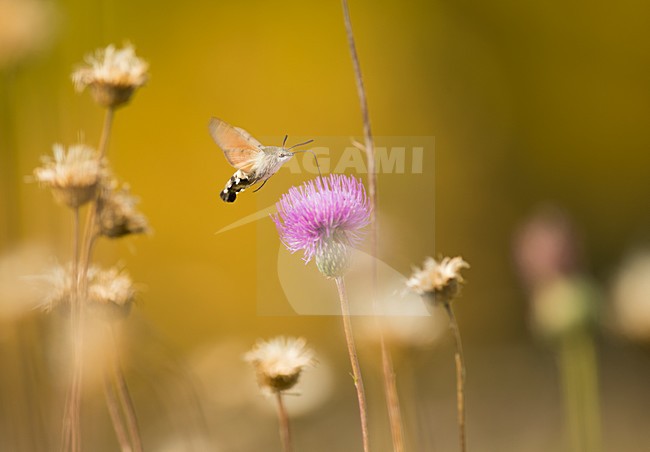 Kolibrievlinder vliegend boven paarse distel bloem, Hummingbird hakw-moth at purple flower stock-image by Agami/Rob de Jong,